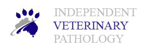 Independent Veterinary Pathology